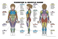 Exercise & Muscle Guide for Men and Women by Algra Corporation