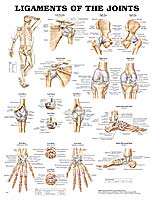 Ligaments of the Joints Anatomical Chart 20" x 26" by Anatomical Chart Company