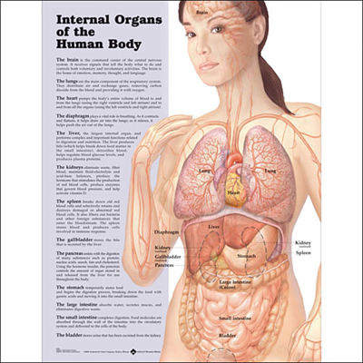 Internal Organs of The Human Body Paper Poster by Anatomical Chart Company