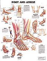 Foot & Ankle Chart 20" x 26" by Anatomical Chart Company