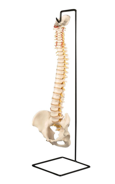 Flexible Vertebral Column with Stand 18-1/2" by Anatomical Chart Company