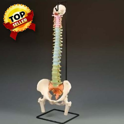 Didactic Flexible Spine Model with Femur Heads by 3B Scientific