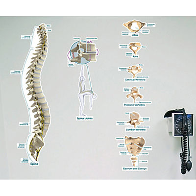 Labeled Spine Vinyl Poster by Body Part Chart