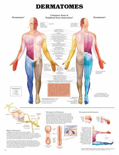 Dermatomes Anatomy Chart 20" x 26" by Anatomical Chart Company